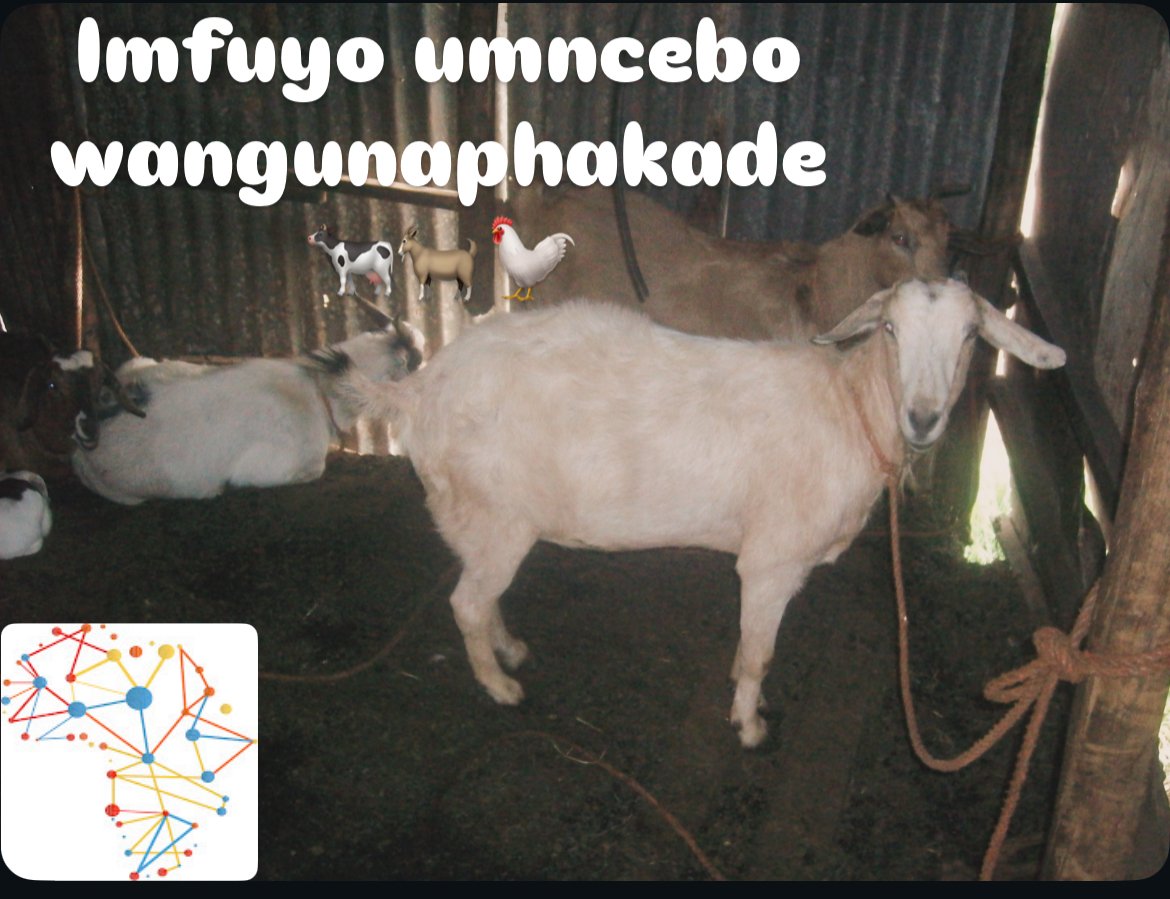 Imfuyo iyingcebo yangunaphakade.
Imfuyo ingumnotho 🐓🐂🐄🐐🐑.

#mondaymotivation
#helpful
#allfollowers
#trendig 

iafrika.org/ukubaluleka-kw…