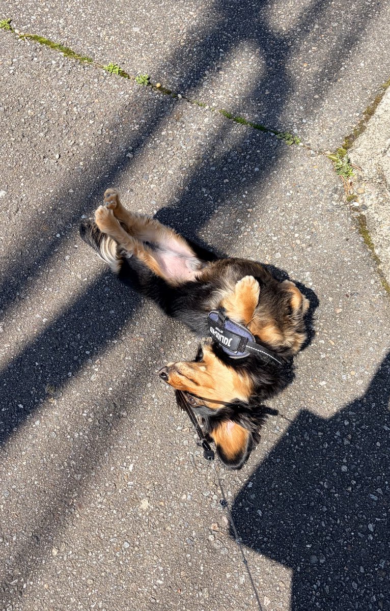 ロイくん🐶Mダックス♂ (@roiroi_reon02) / Posts / X