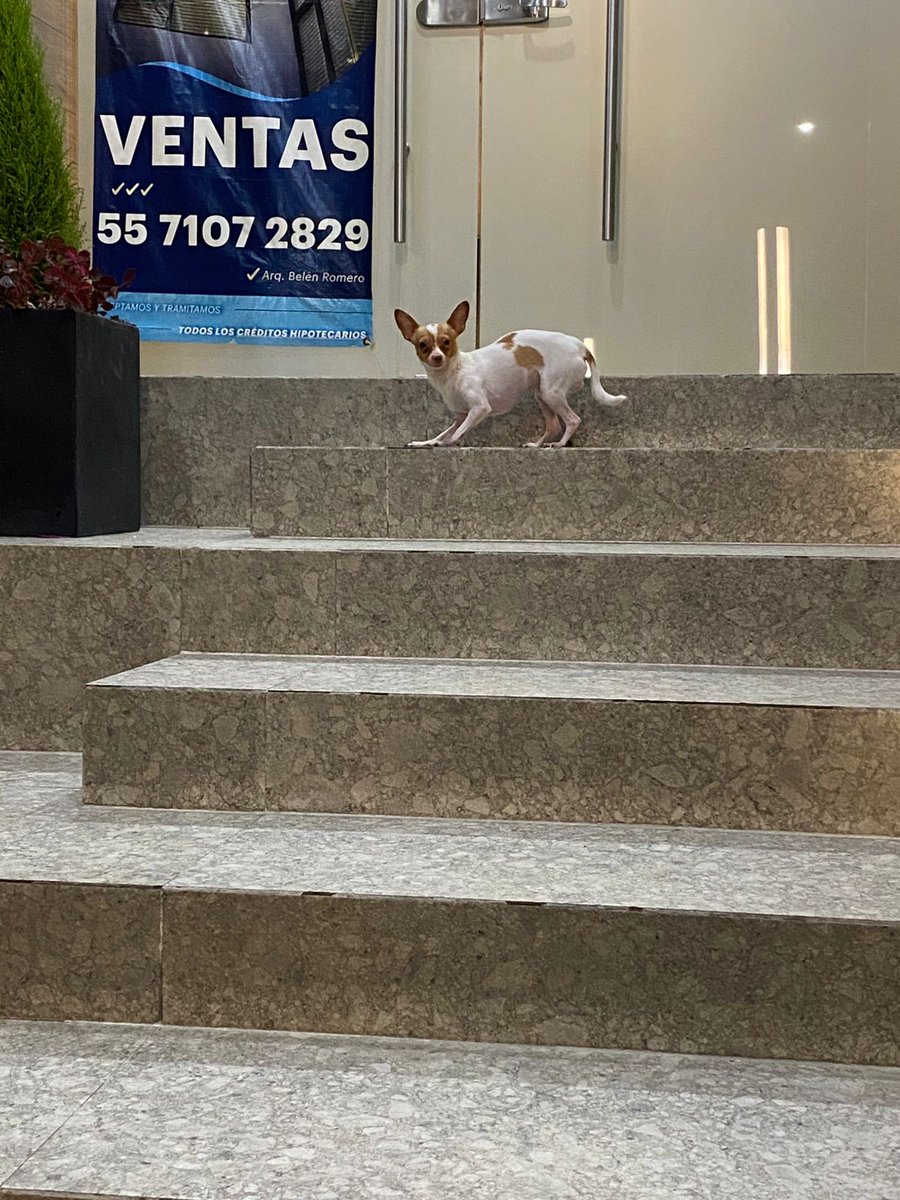 @ZACATENCOCDMX📡alerta tweet media