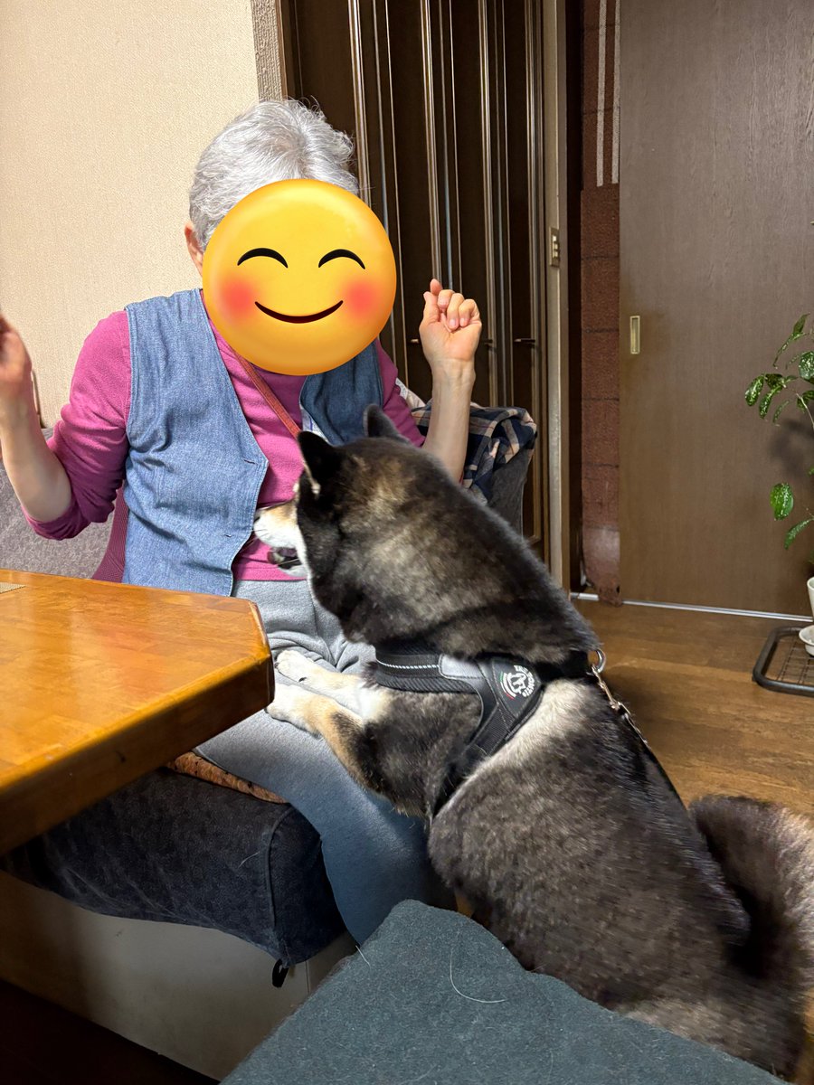 ばあちゃん、はようオヤツちょうだい‼️

#黒柴　#柴犬
#ロクは土佐弁