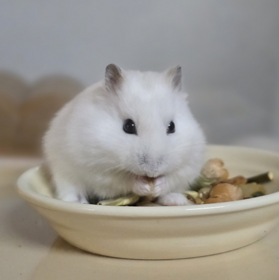 잎하(세모쥐) tweet media