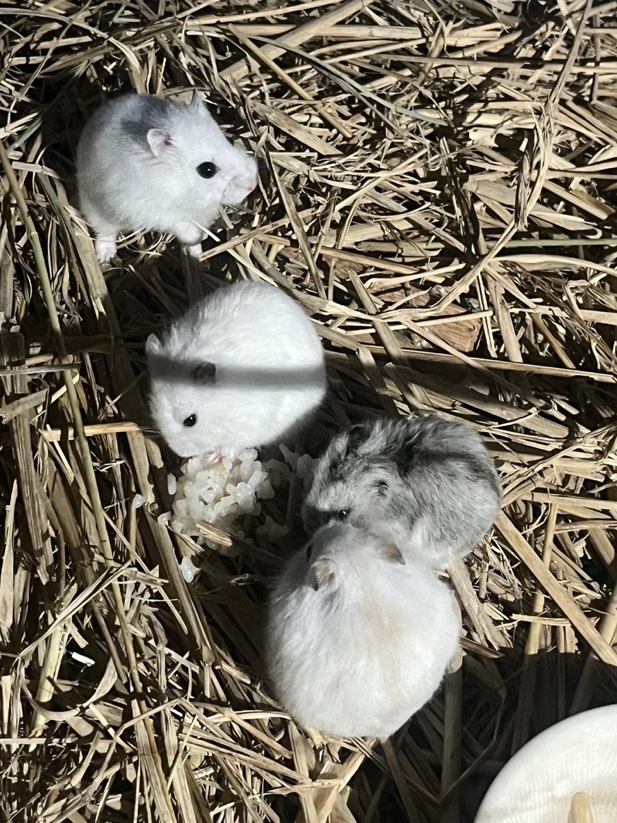 잎하(세모쥐) tweet media