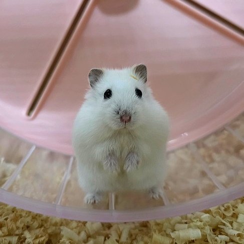 잎하(세모쥐) tweet media