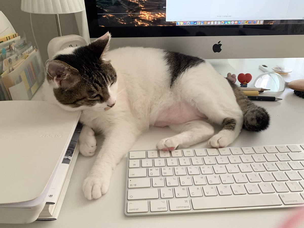 저 좁은데 왜 꾸역꾸역 들어가는 걸까 
키보드 꼭 하나씩 누르는 거 킹받아 (암만 생각해도 일부러 누르는 거 같음