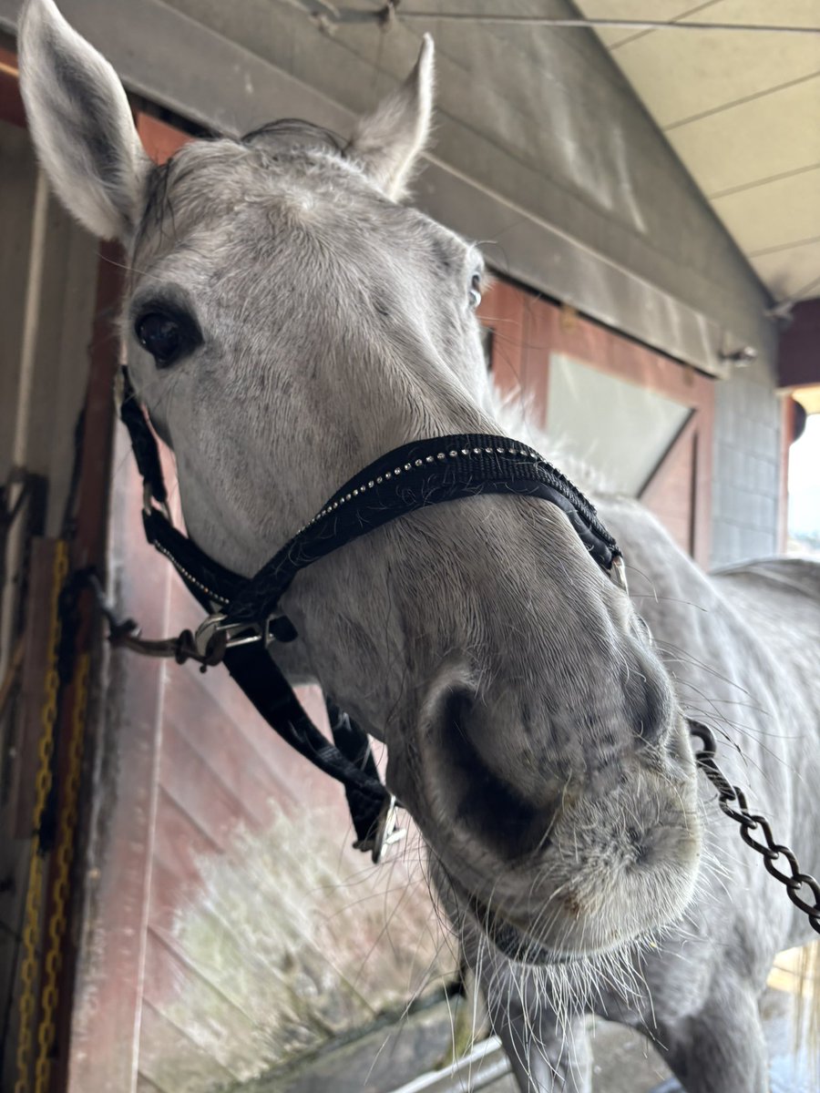 2歳になって競走馬として来た時に、なかなか心開いてくれない子はそれまでの間辛い経験して人が信じられないんだなと思った

人も虐待されて育った子は記憶を引きずってしまう、馬はもっとそうだよね

ちょっとした事で、馬に罵声をあびせるような人には馬の仕事してほしくないと思ってるよ