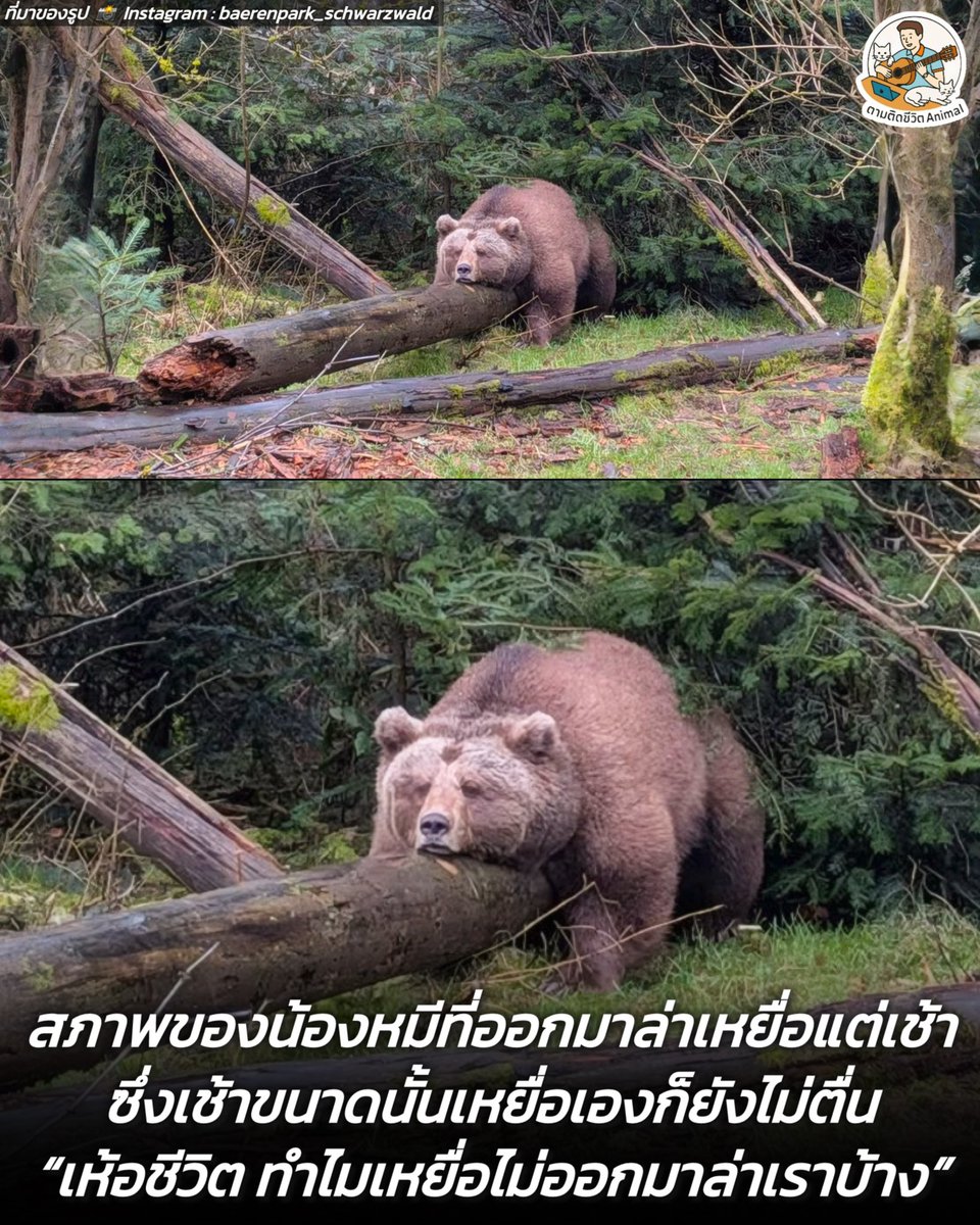 ตามติดชีวิตAnimal tweet media