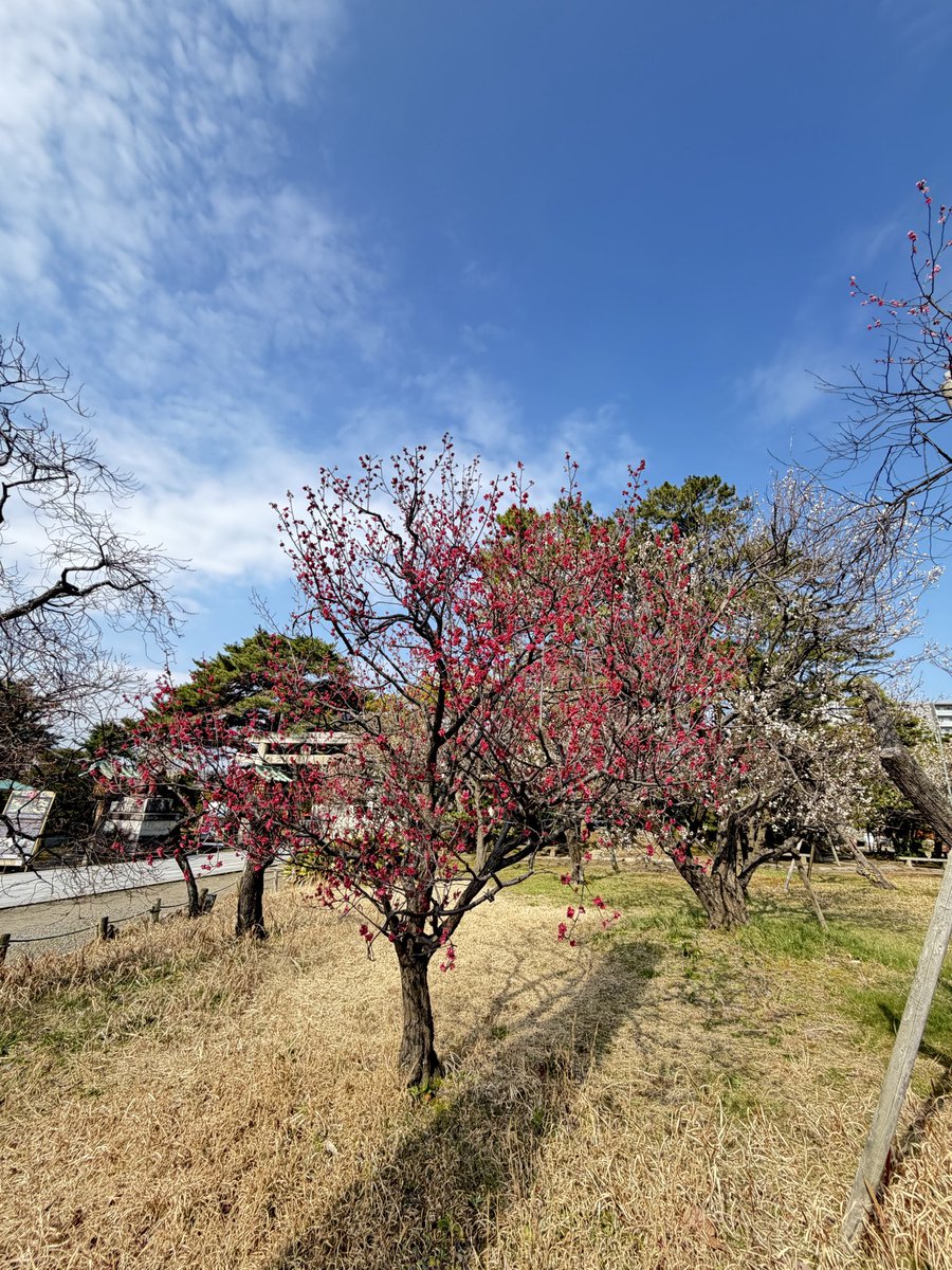 reicontrabass's tweet image. 春が訪れている

#hakusan jnja