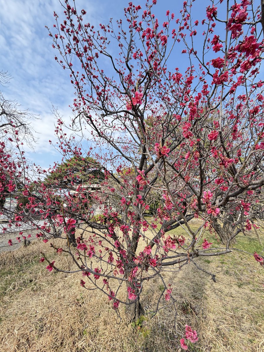 reicontrabass's tweet image. 春が訪れている

#hakusan jnja