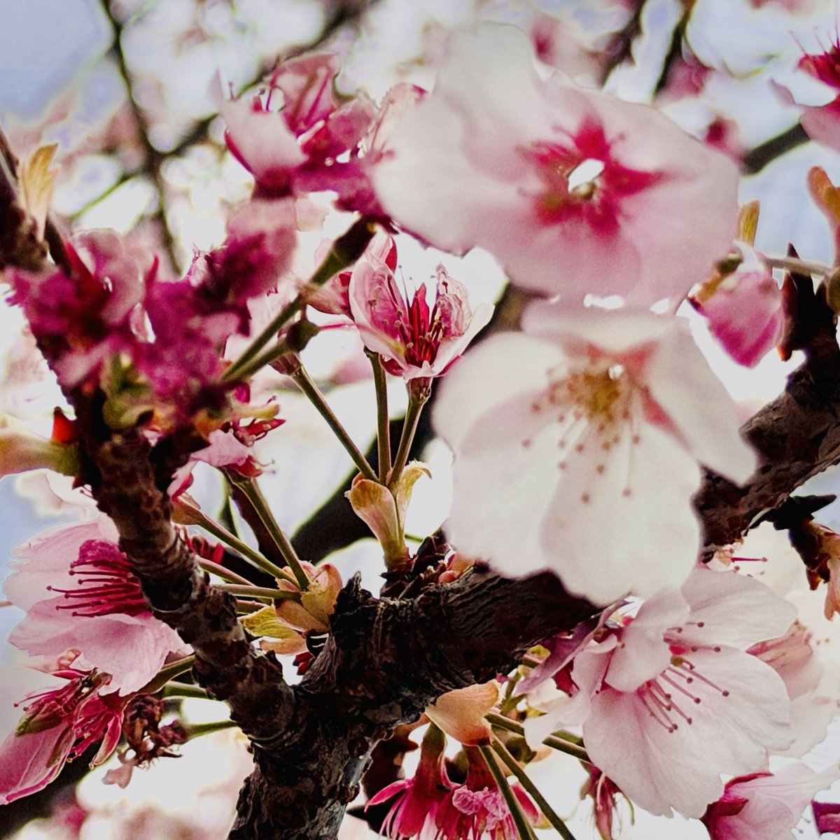 ₭ a a ₥ i ⚡︎𓋅🜲 tweet media