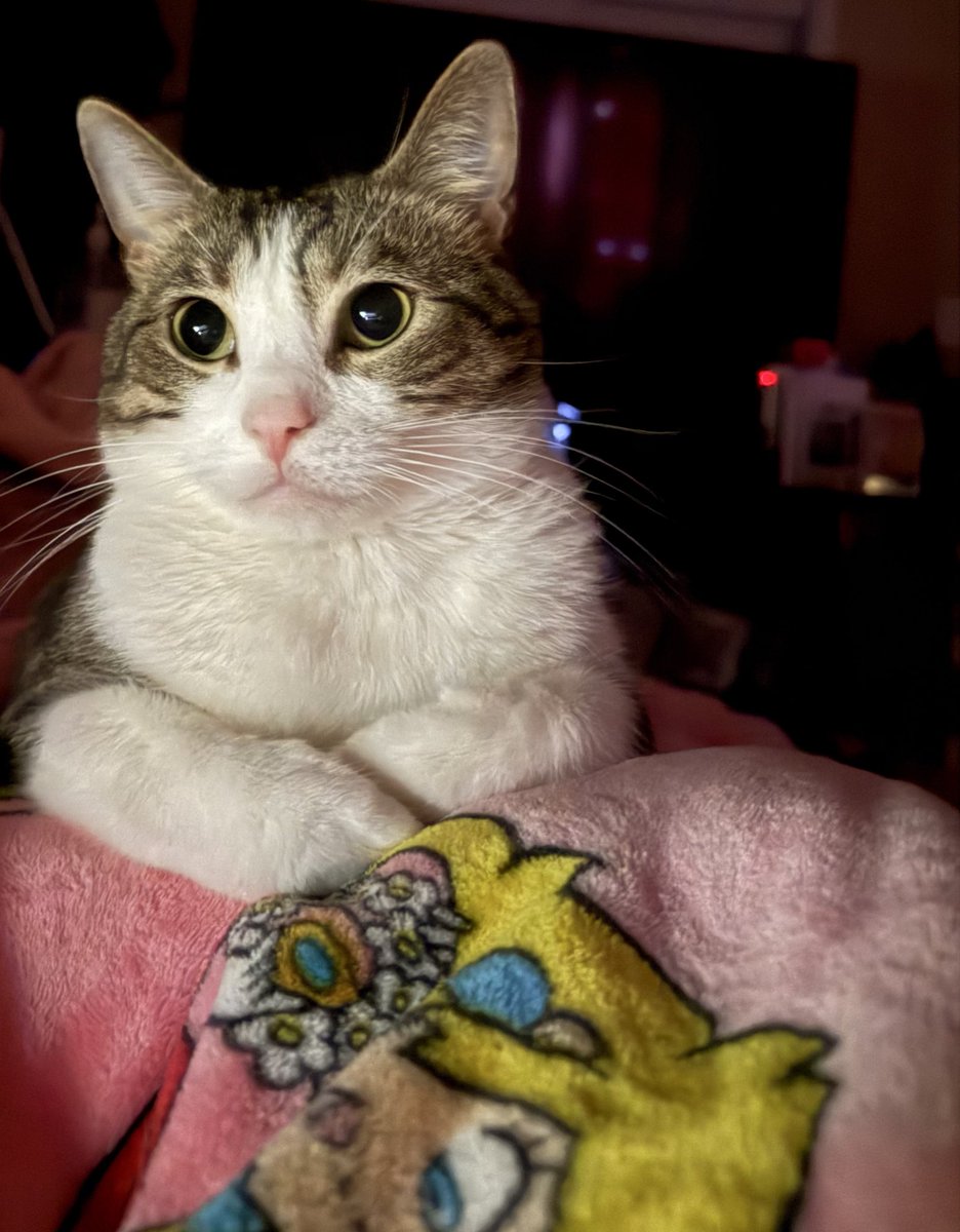 𝐁𝐫𝐢🎀 Kitty VTuber tweet media