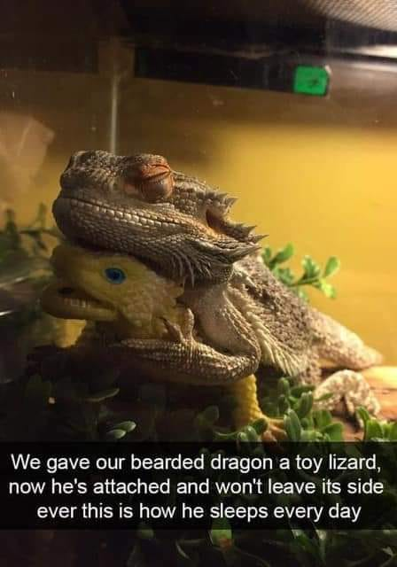WholesomeMemes (@wholesomememe) on Twitter photo 