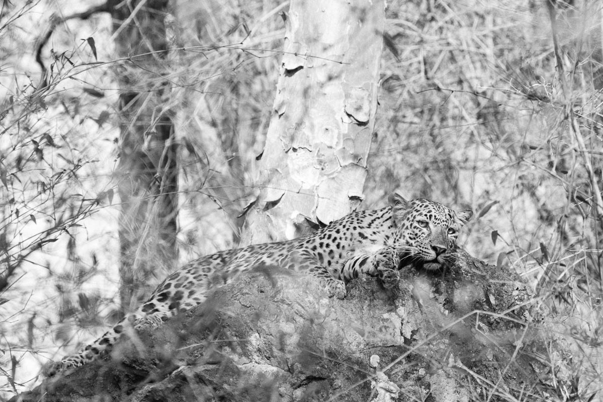 wildgirish's tweet photo. Let's see your black and white frames  
#MonochromeMonday ◼️◽️

This leopard should win the #Oscars
#IndiAves #theme_pic_India https://t.co/CmhdLmYCDU