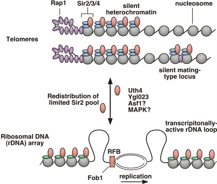 davidasinclair's tweet photo. Around the same time, Dan Gottschling’s lab showed that aging yeast cells lose transcriptional silencing and accumulate genomic instability.

Together, these studies revealed that genome instability at repetitive DNA is a fundamental aging driver https://t.co/Or1tdubNdh