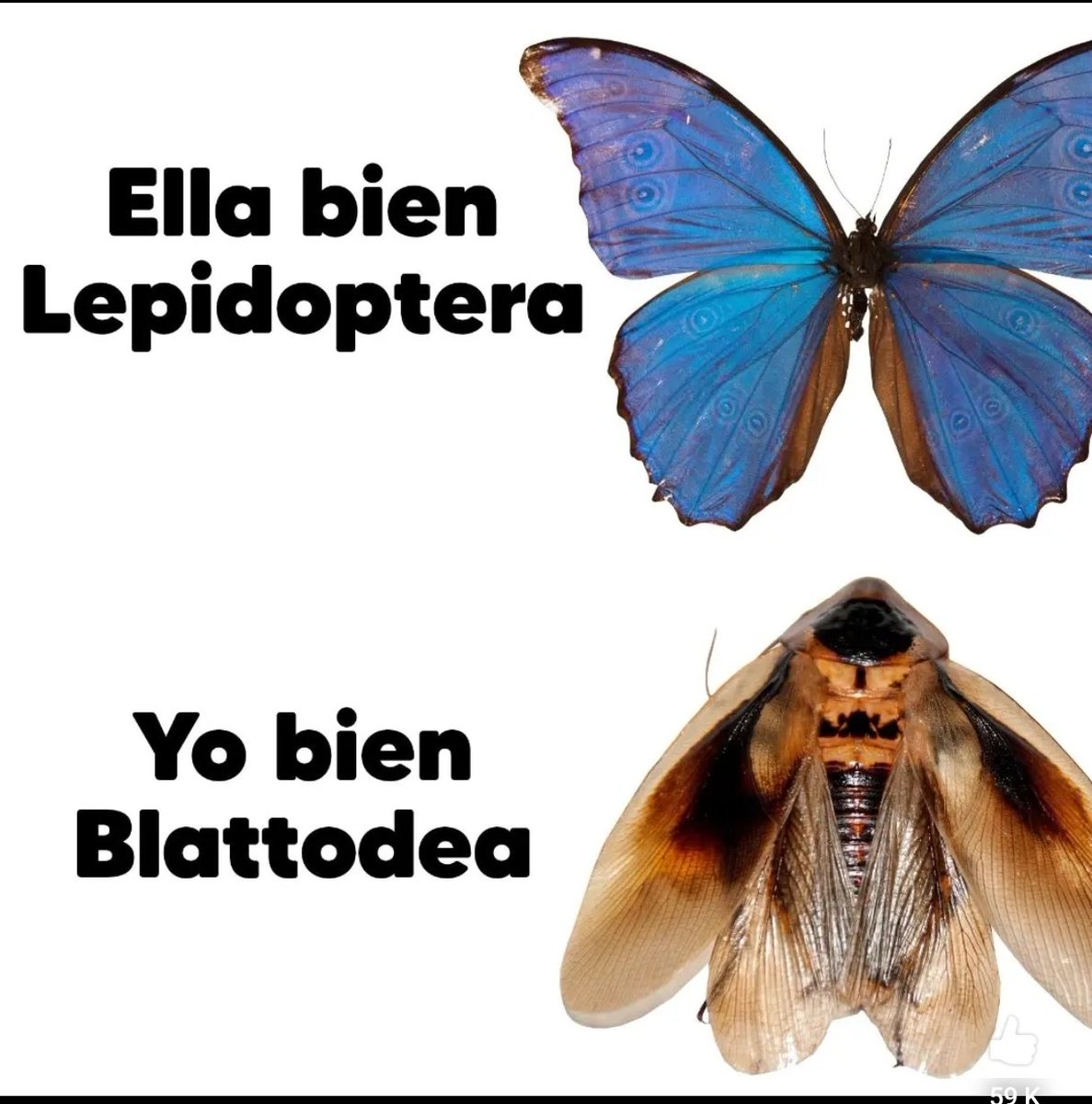 ZaunsEyeHeir's tweet photo. Cof cof, rubita. https://t.co/aWIH9mo90j