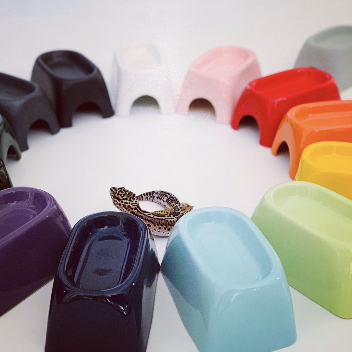 海無し県の小さな繁殖場 tweet media