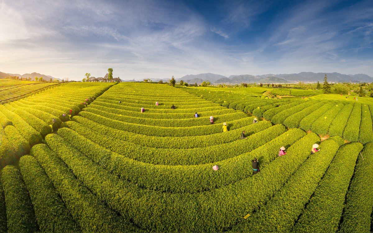 June77298746722's tweet photo. Can you imagine waking up to this view everyday? These lush tea terraces and sunlit rice paddies are pure, unfiltered calm. This is rural China at its most beautiful.#ChinaTravel #TeaFields #RuralBeauty https://t.co/vc4mAytPss