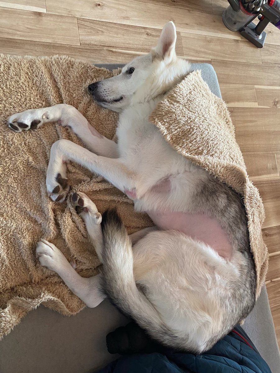 riya / 書籍「おおかみいぬのサン」3/31発売 tweet media