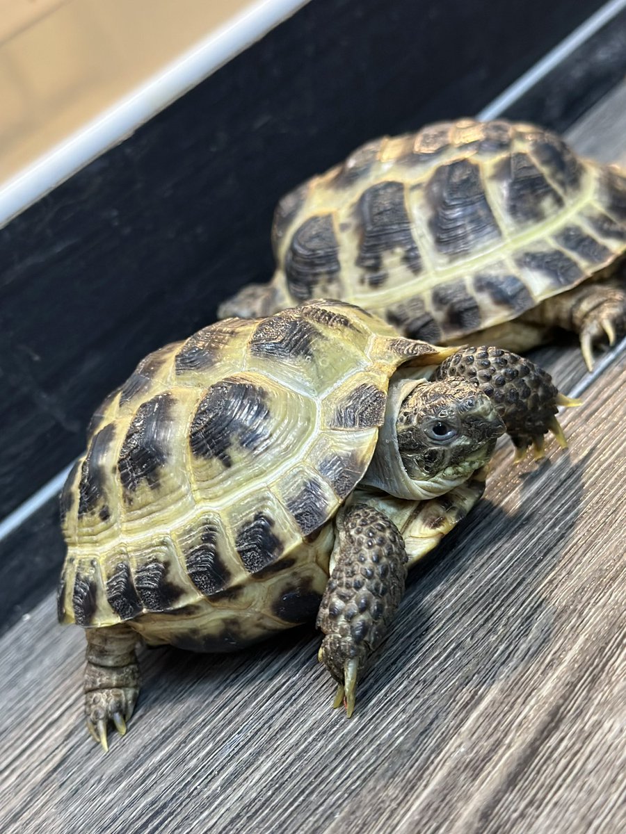THE REPTILES HOUSE tweet media