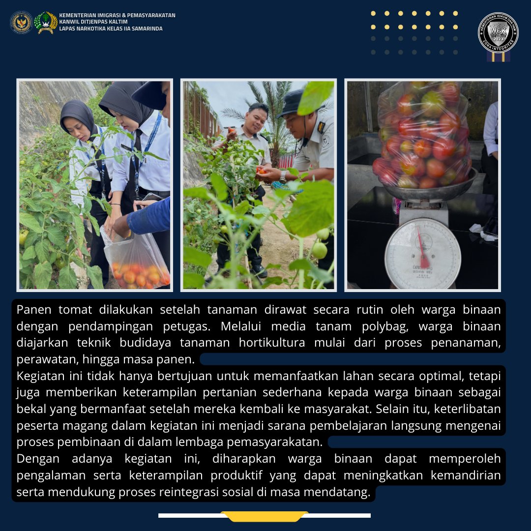 lpnarkotika_smd's tweet image. Panen Tomat Polybag, Lapas Narkotika Samarinda Wujudkan Pembinaan Kemandirian WBP, Senin (16/3)

#kemenimipas
#guardandguide
#infoimipas
#pemasyarakatan