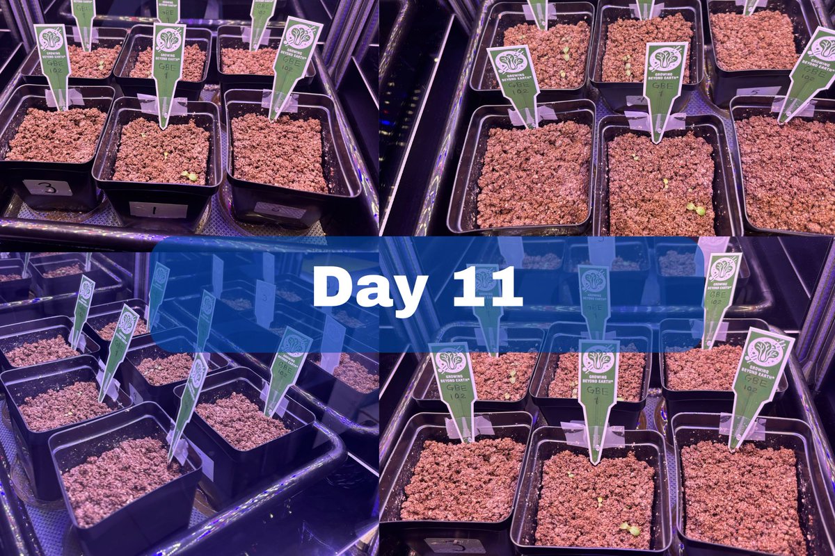 GBECROEM's tweet photo. Day 11! We're still optimistic with our plants https://t.co/RMScK85jEn