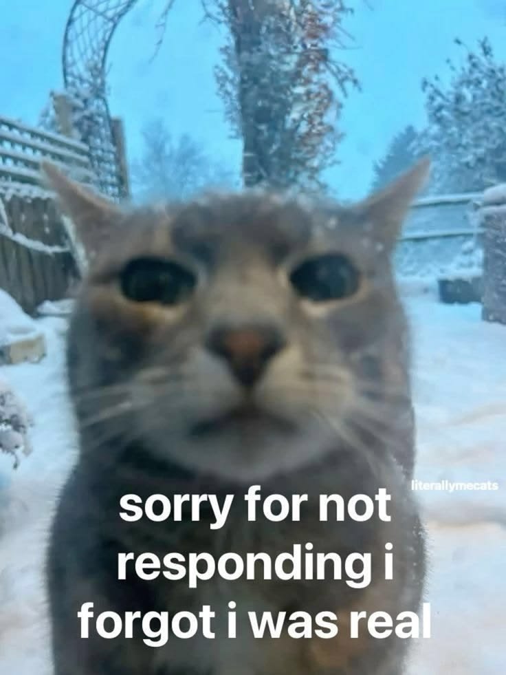 Cat Posted tweet media