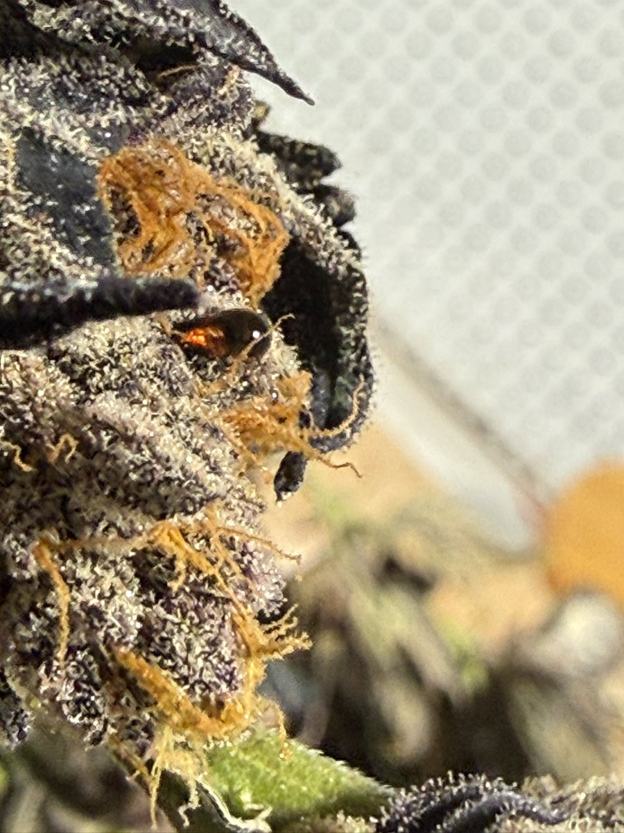 North$ide $hawty tweet media