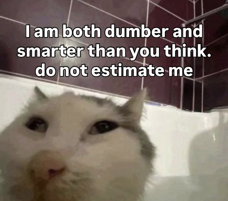 Cat Posted tweet media