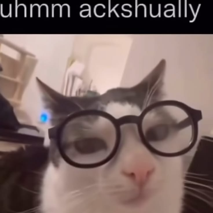 Cat Posted tweet media