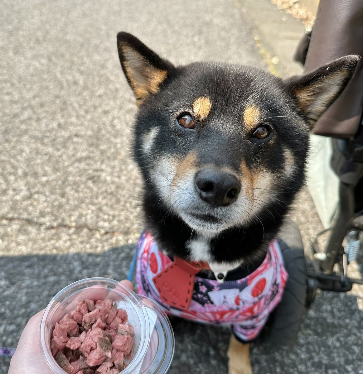 Gin_kuroishiba's tweet photo. 大好きなキッチンカーさん🍖✨
わんこ用牛ヒレステーキ🐮✨
いただきました❤️❤️
#柴犬
#黒柴
#OKkitchen
#ステーキ
#キッチンカー
#わんこ用牛ヒレステーキ https://t.co/FuGGcAN7dS