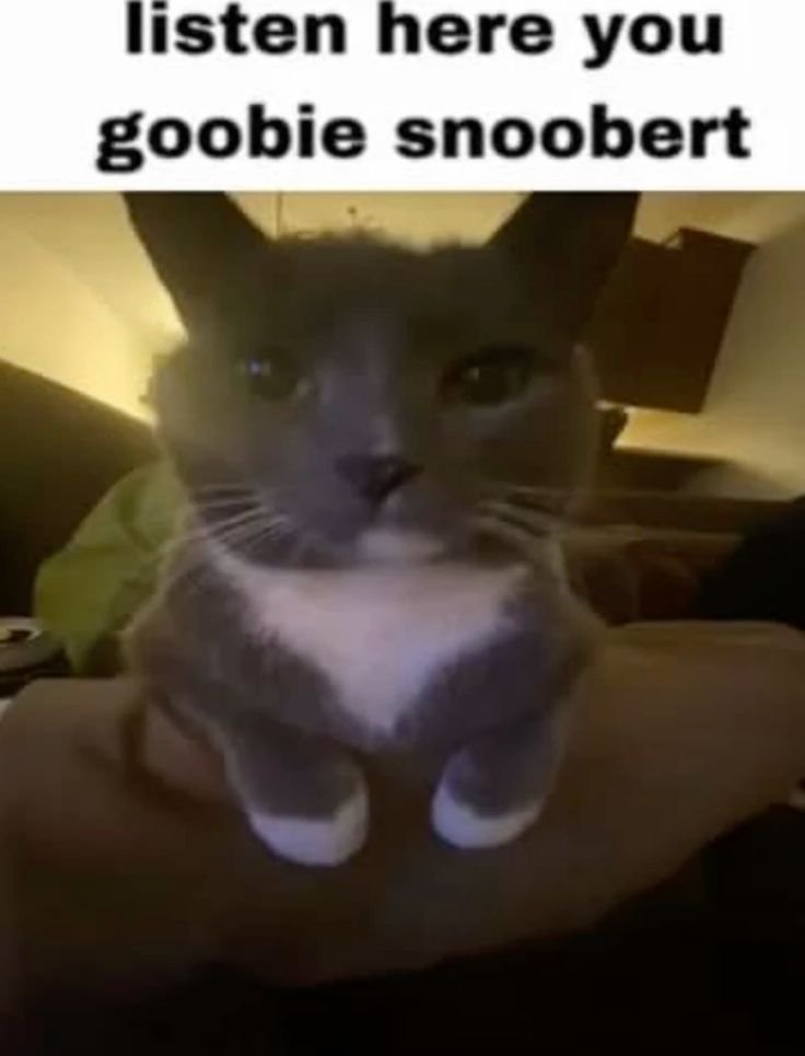 Cat Posted (@catposted) on Twitter photo 