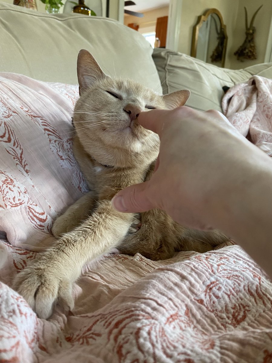 gently used diva cup tweet media