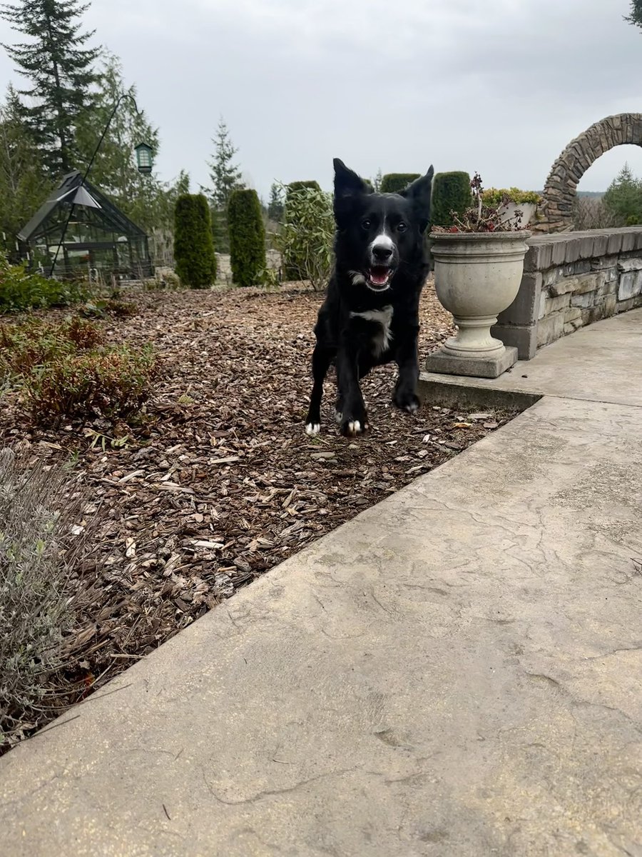 Pup Letters - Snorri & Finnegan & Banjo. tweet media