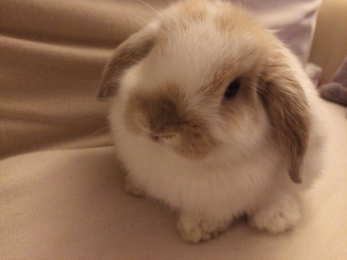 Bunnies's tweet photo. https://t.co/NhIdeqb47x