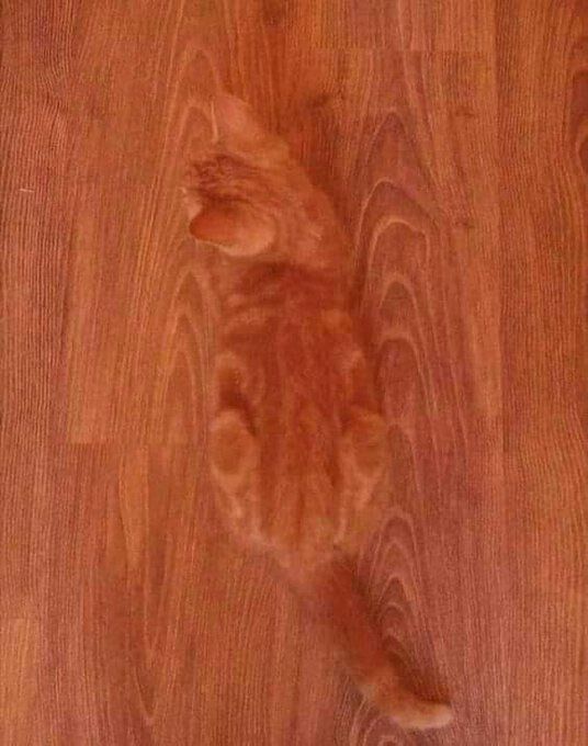 Posts Of Cats tweet media