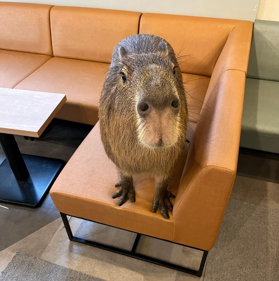 Capybaras tweet media