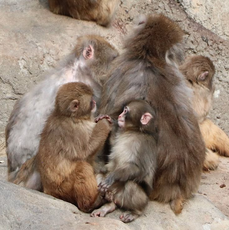 ANIMALIA tweet media