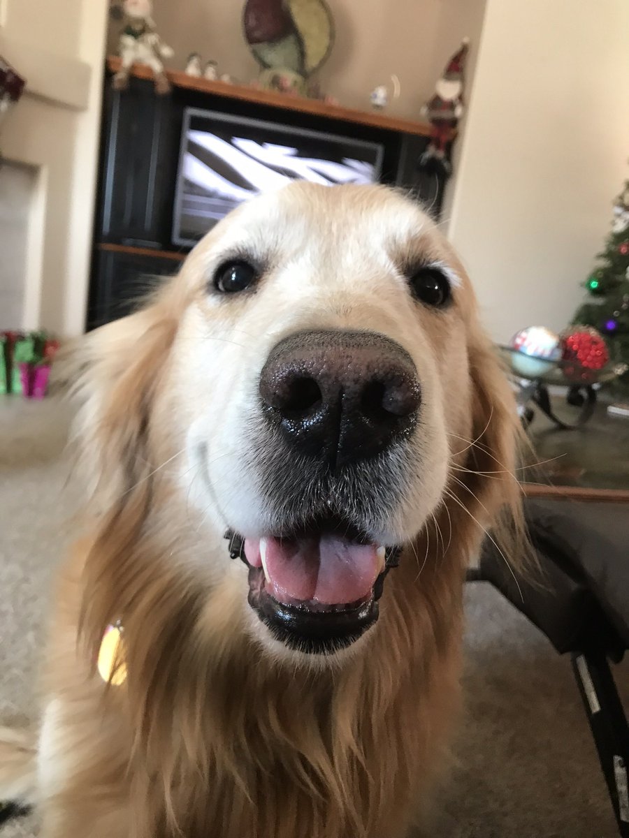 The Adventures of Beau & Dusty tweet media