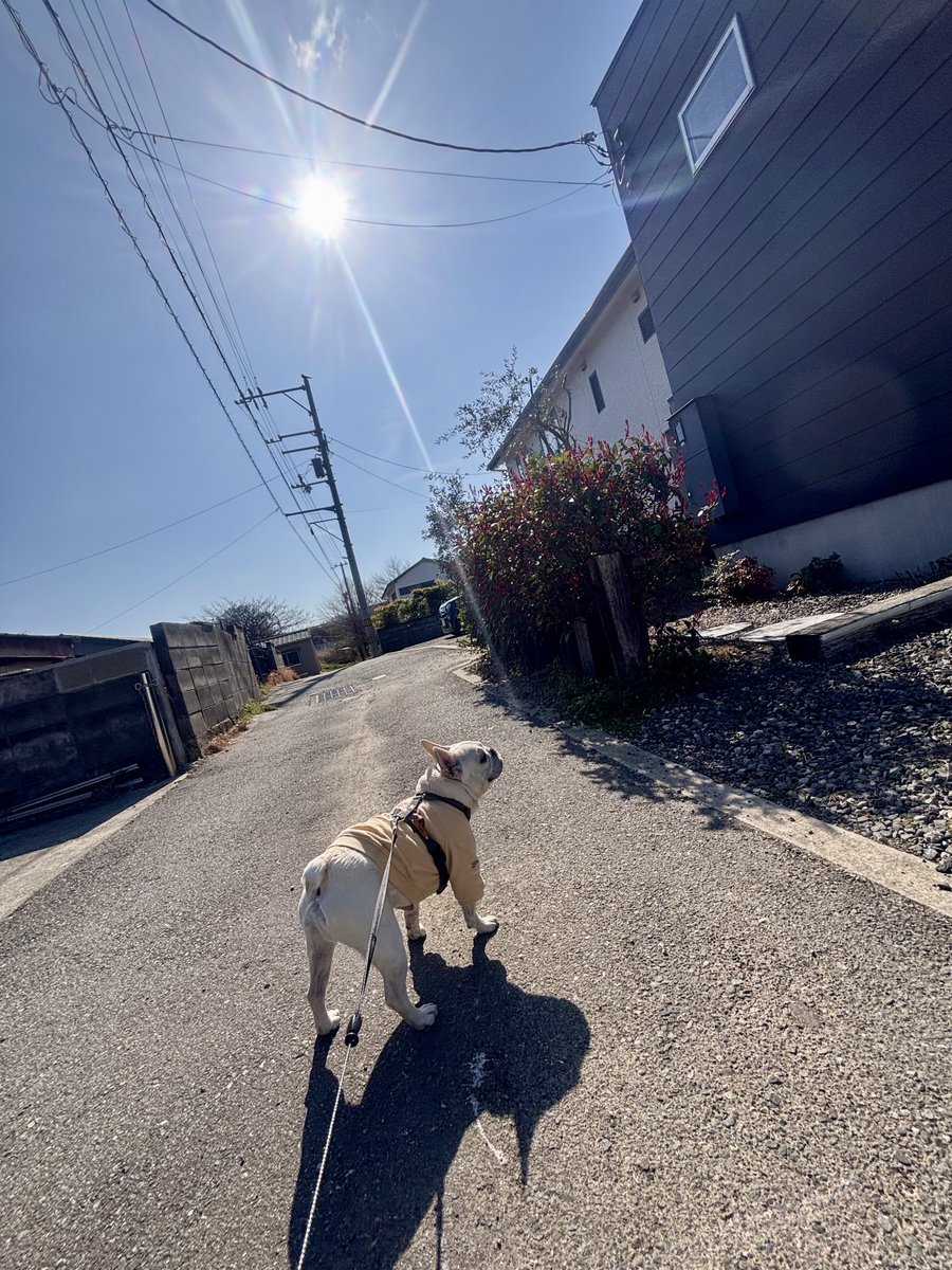 makyu_c5's tweet photo. お散歩日和〜☀️🐾 https://t.co/fwKSDih8jW
