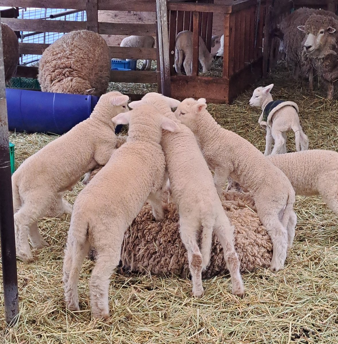 melemelesheep's tweet photo. 🐏🐑🐏🐑🐏🐑🐏 https://t.co/8rENRjYIG3