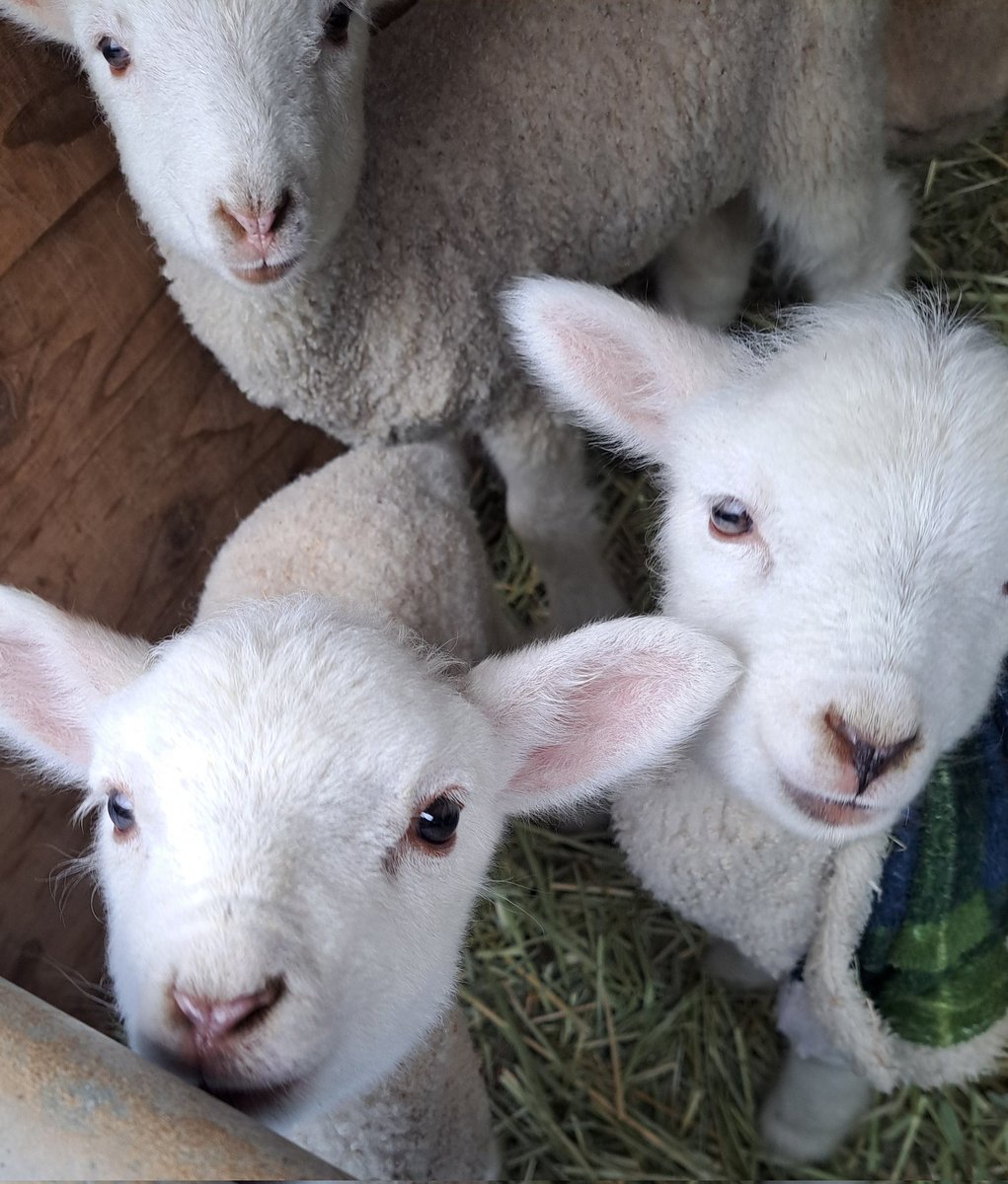 melemelesheep's tweet photo. 🐏🐑🐏🐑🐏🐑🐏 https://t.co/8rENRjYIG3