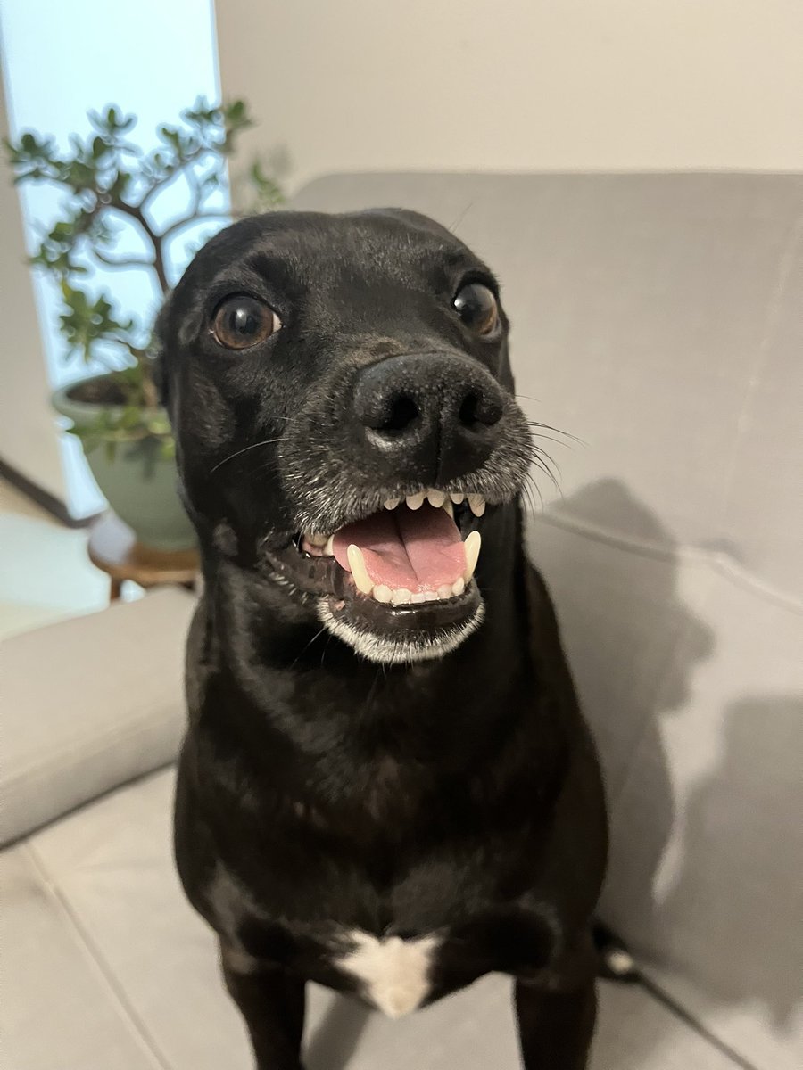 amore 🚬🐭 tweet media