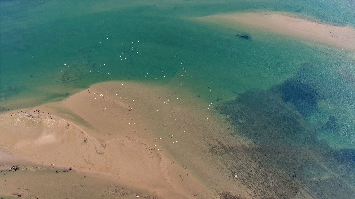 洛阳孟津黄河湿地首次迎来300多只小天鹅，候鸟“驿站”上演万鸟翔集壮景！
More than 300 tundra swans have arrived for the first time at the #YellowRiver Wetland in Mengjin, #Luoyang. The migratory bird stopover presents a spectacular gathering of thousands of birds.🦢 
📸Photos by