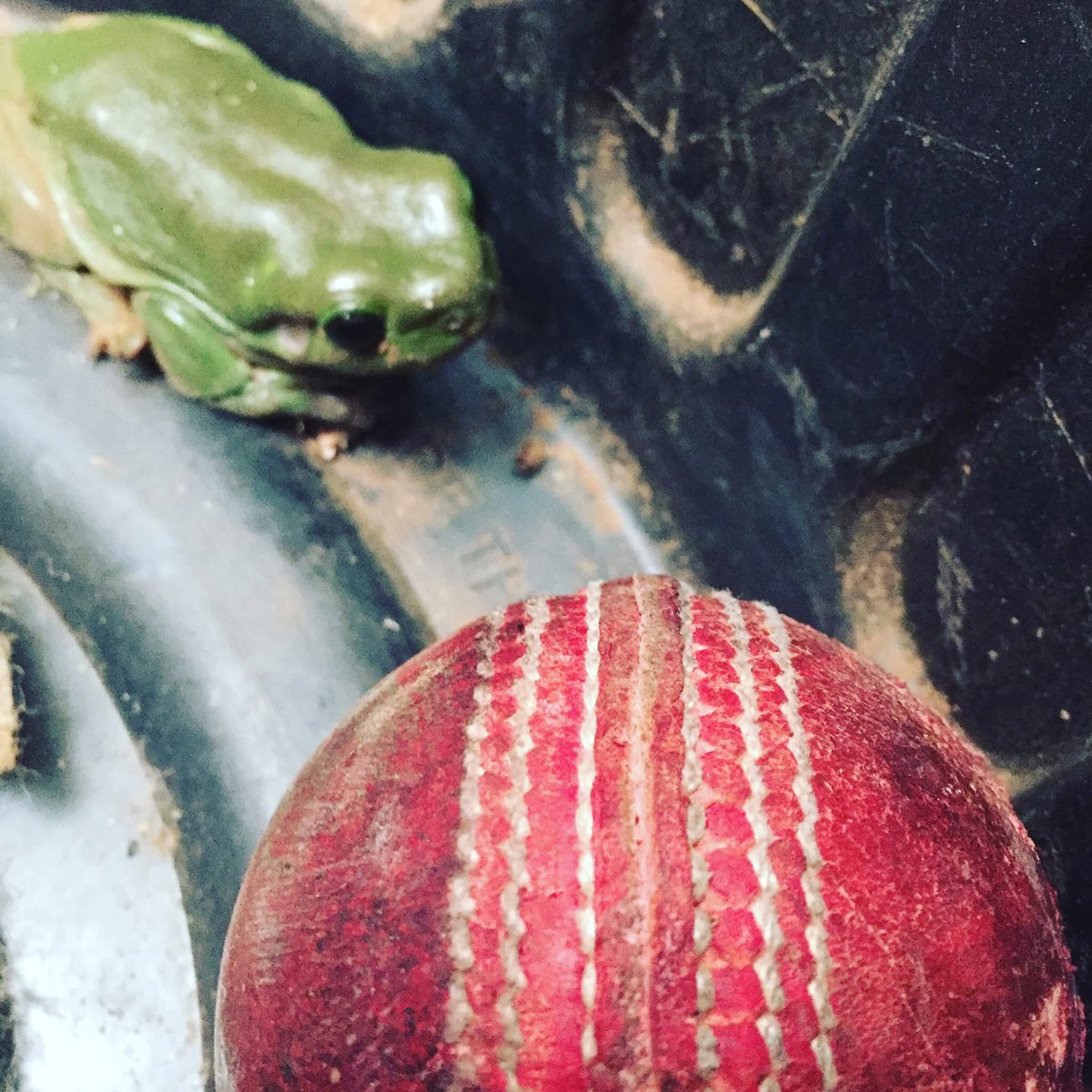 The Cricket Library tweet media