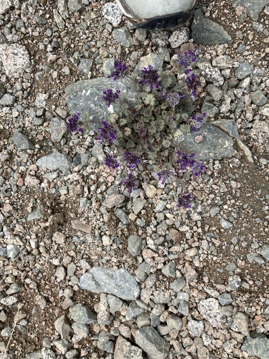 Maksim Subota tweet media