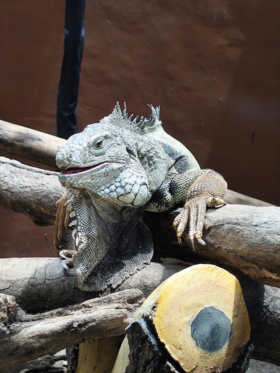 Sederhana,satu yg ku punya 🦖