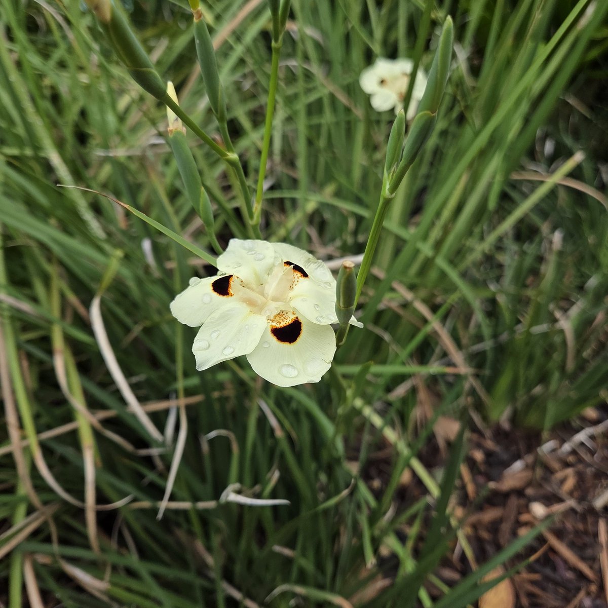 Cookie 🩵🍪 tweet media