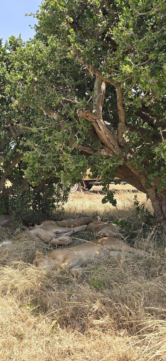 Stejos_Tours's tweet image. Good morning ☀️ 

Feel the wild heartbeat this Easter in the legendary Masai Mara. Experience the thrill of the Big Five and unforgettable family moments under the African sky.

DM us for Easter Safari Packages

#IgniteTheAdventure #EasterSafari #MasaiMara #MagicalKenya