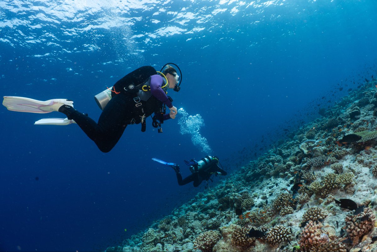 Ocean Dimensions tweet media