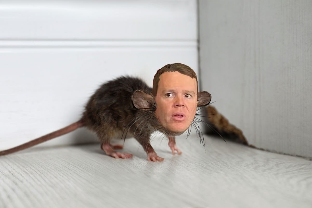 Alia Bee tweet media