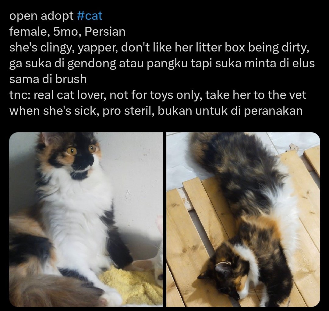 Phapau095's tweet image. open adopt #kucing